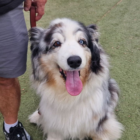 Let's see your pit dogs!  🐶
We love cats, too, but cats don't like the noise of the pit lane...