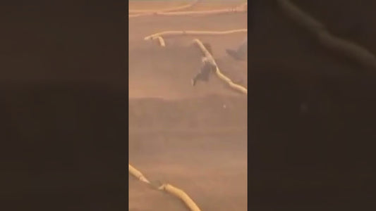 Classic racing action, from the dying laps of the 2006 NEO Buggy! #rccars #rcracing #shorts